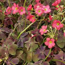 Image result for Oxalis tetraphylla