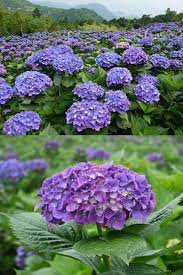 圖 今夏必看 竹子湖繡球花大盛開 各大農莊花園資訊 m 愛瘋誌