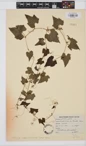 Image result for Zehneria scabra