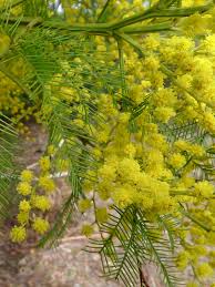 Image result for Acacia decurrens