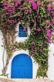 Many roses have climbing habits and are stunning on pergolas and trellises. 20 Best Flowering Vines 2021 Beautiful Wall Climbing Plants