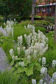 Pin By Helene Dube On Gardens Woodland Plants Plants Perennials