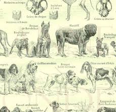 Dog Poster Breeds Chart List From 1922 Vintage Dog Gift Veterinarian Teacher Gift Dog Decor For Groomer Pet Lover Dog Lover Gifts Vet