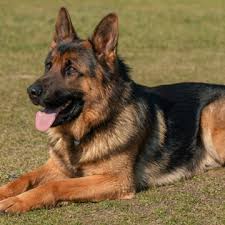 Gsrny provides a home inspection prior to the adoption approval. Rehome Or Adopt A German Shepherd In New York Get Your Pet