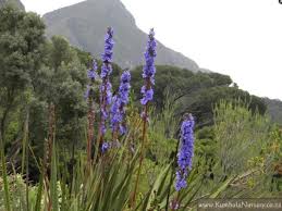 Image result for Aristea