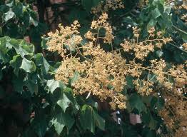 Image result for Firmiana