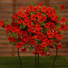 Petunia Surfinia Trailing Red Rev Up Your Reds With The New Surfinia Trailing Red Petunia From Suntory Flowers These Plants Plants Petunias Trees To Plant