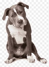 If you are thinking of buying a staffordshire bull terrier puppy, make sure the parents of your puppy have had the relevant health screening to reduce the. American Staffordshire Terrier Png Images Pngegg
