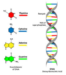 Teach the kids polygons with these nifty worksheets for 2nd from polygon worksheets for 2nd grade, image source: Dna Self Teach Gately Science
