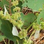 Image result for Triumfetta cordifolia