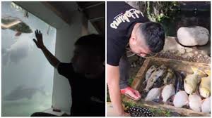 Tangis Irfan Hakim Pecah Lihat Koleksi Ikan Seharga Ratusan Juta Miliknya Mati Gegara Hal Ini Tribun Sumsel