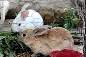 Caring For Baby Rabbits Lactation Weaning Farmpally Com