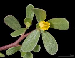 Image result for Portulaca oleracea