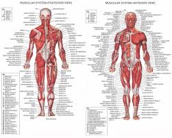 upper body anatomy muscles human body anatomy muscles human