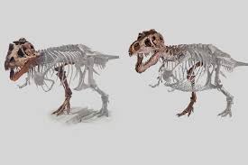 Fossilguy Com T Rex Tyrannosaurus Dinosaur Facts And