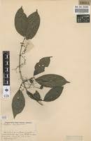 Image result for Bertiera