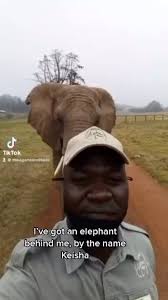 🐘❤️, ., .📸 Source : Tiktok: zoologistmeag, All credit are reserved for  their respective Owners, ., Pls DM for Credit or Remove.,  .----------------, ., ., ...