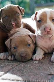 baby pitbull puppies 3 pitbull puppies puppies baby animals