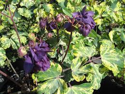 Pin On Knott St Plantings