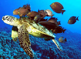Sea Turtle Wikipedia The Free Encyclopedia Sea Turtle Wallpaper Turtle Wallpaper Animal Wallpaper