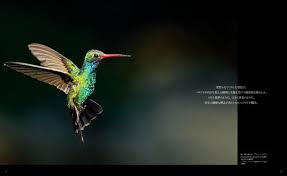 宝石のような色彩と自由自在な飛翔で人気の高いハチドリの魅力を、豊富な観察例と精緻な写真、新たな生態研究をあわせて紹介する。 | ORICON NEWS