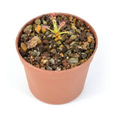 Image result for Drosera pilosa