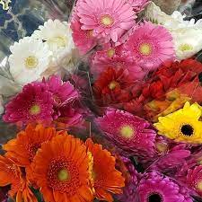 Monday Morning Flowers Mondayflowers Instagram Photos And Videos Daisy Freshflowers Flower Flowers Gerbera G Morning Flowers Flowers Gerbera Daisy