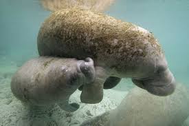The time of gestation varies greatly among animals. 12 Animals With The Longest Gestation Period
