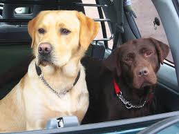 Dog.com not only offers a varied assortment of products and accessories for your pet, but we also sponsor a donations program to help pets in need and feature many of them on our blog. The Best Dog Breeds Of All Time Ranked