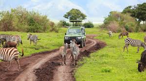 Which are the best wildebeest migration safaris to kenya and tanzania? Kenya Tanzania Safari Zebra Wallpaper Animals Wallpaper Better