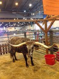 Kids parties, weddings, bar mitzvahs, trade shows and more. Livestock Show Animals Picture Of Rodeo Houston Or Houston Livestock Show And Rodeo Tripadvisor