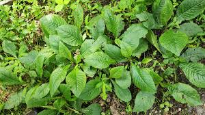 Image result for Elephantopus