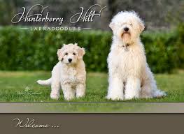 Labradoodles of long island has been breeding and loving australian labradoodle puppies since 2006. Australian Labradoodle Puppies Breeders
