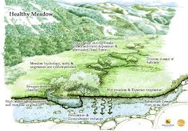 Meandering Meadow Creeks Support High Levels Of Groundwater Which Replenish Streams During Dry Summer Months An Groundwater Clean Water Supply Water Solutions