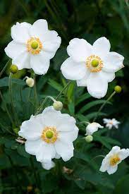 Anemone X Hybrida Honorine Jobert Alan Buckingham Beautiful Flowers Flowers Perennials Anemone