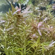Image result for Rotala filiformis