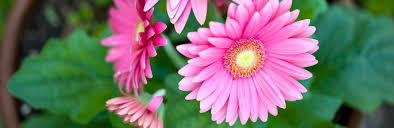 Plants are a great way to brighten up any space and they're a gift they can enjoy for a long time to come. How To Grow Gerbera And Transvaal Daisy Lovethegarden