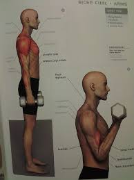 Article by smart physical workout. Pin By Emily Gibson On Gymspiring Dumbell Workout Fitness Body Muscle Diagram