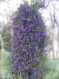 Image result for Hardenbergia comptoniana