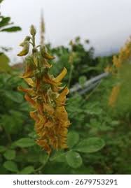 Image result for Crotalaria rhodesiae
