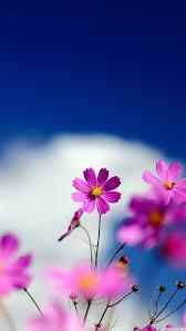 Zedge Free Downloads For Your Cell Phone Free Your Phone Cute Flowers Wallpapers Fre Cute Flower Wallpapers Wallpaper Nature Flowers Free Flower Wallpaper