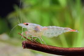 Orange Rili 3 Freshwater Aquarium Shrimp Animals Betta Fish Types