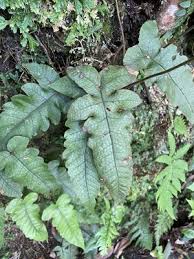 Image result for Stegnogramma