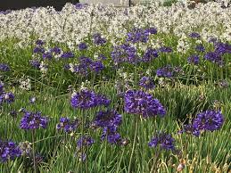 Image result for Agapanthus campanulatus