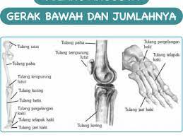 Telapak kaki memainkan peran yang penting dalam menopang tubuh. Tulang Anggota Gerak Bawah Dan Jumlahnya