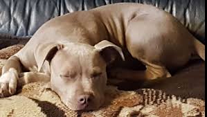 Fundraiser by Graham Liknes : Ray Hammon aka Razor