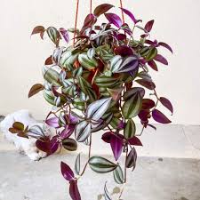 Image result for Tradescantia zebrina