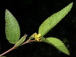 Image result for Corchorus aestuans