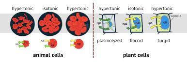 In both heart and plants, osmosis take from concentration of higher medium to concentration of lower medium. What Are The Two Effects Of Osmosis In Plant Cells Quora