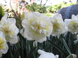 Narcissus Ice King Instagram Narcissus Daffodils